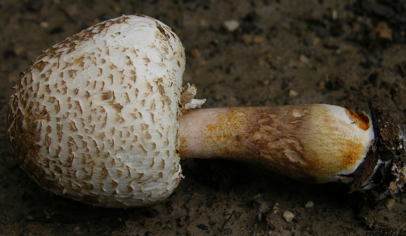 COLOR QUIZ.................